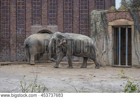 Asian Elephants (elephas Maximus), Is The Only Living Species Of The Genus Elephas And Is Distribute