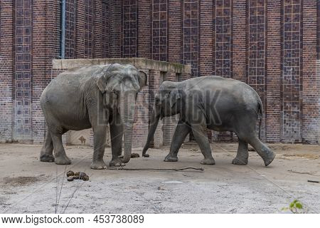 Asian Elephants (elephas Maximus), Is The Only Living Species Of The Genus Elephas And Is Distribute
