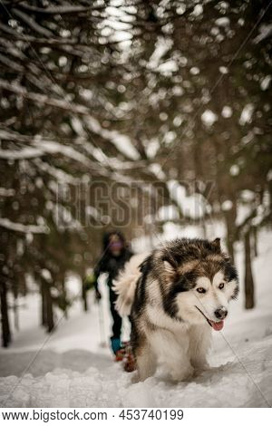 Focused Portrait On Alascan Malamute With Thick Fur And Yellow Eyes