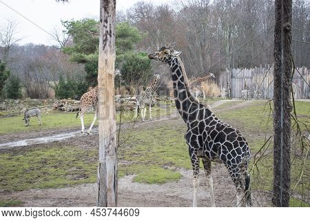Rothschild's Giraffe Resting On A German Zoo.
