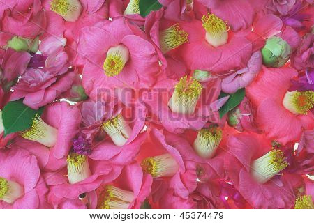 Pink Flower Bed