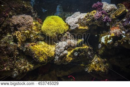 Underwater Scene Of A Vibrant Tropical Coral Reef.