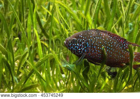 View Of Hemichromis Letourneuxi Fish Inside An Aquarium.