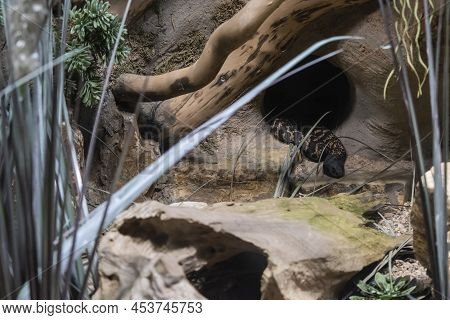 Ring-necked Spitting Cobra (hemachatus Haemachatus) Resting In A Hole.