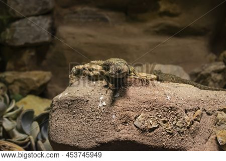 The Blue Spiny Lizard (also Known As Sceloporus Cyanogenys)