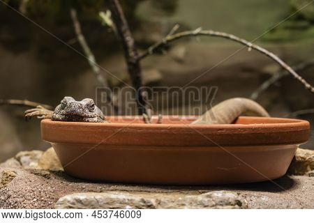 Blue Spiny Lizard (sceloporus Cyanogenys) Resting Inside A Pot.