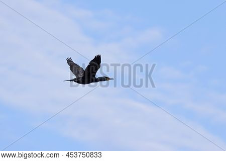 The Double-crested Cormorant (phalacrocorax Auritus ) In Flight