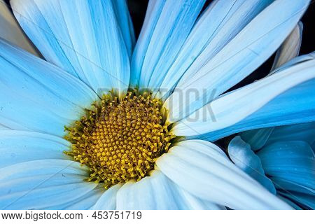Beautiful White Daisy Upclose With A Golden Center