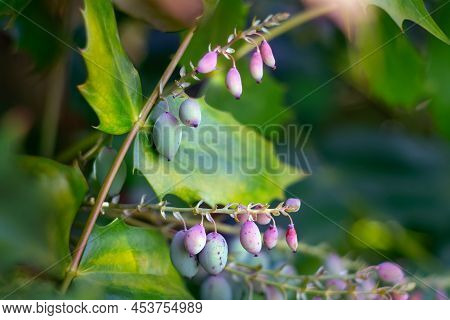 Beale's Mahonia Plant With Fruits.. Close Up.