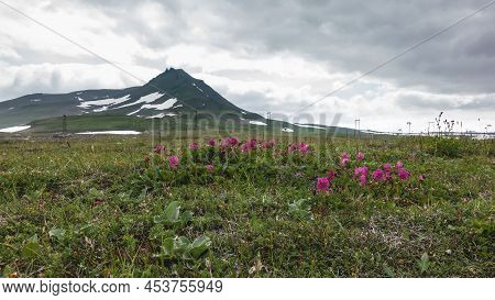 Pink Kamchatka Rhododendrons Are Blooming In An Alpine Meadow, Among Green Grass. Power Line Towers 