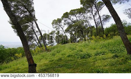 Trees On The Slopes Of Carmel Mountain Near A Deir Al-mukhraqa Carmelite Monastery