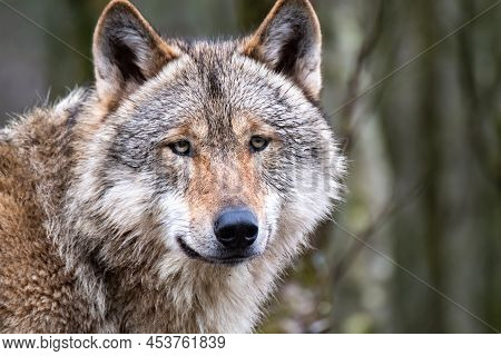 Close Up Of An Adult Wolve Roaming In The Forest
