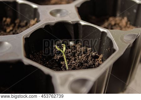 Zinnia Seedlings Growing In Jiffy Peat Pellets. Biodegradable Flower Pots. Zinnia Seedlings. High Qu