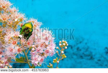 Rose Chafer - Cetonia Aurata - On Flowers Of Spirea Bumalda. High Quality Photo
