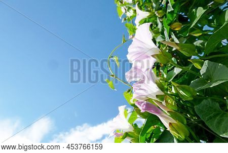 European Bindweed, Corn Lily, Convolvulus Arvensis Blooms On Garden