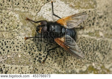 Closeup On An Orange, Black Noon Fly, Mesembrina Meridiana, Sitting On A Grey Tree Trunk