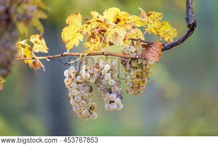 Rich Grape Harvest. Green Riesling Grapes On The Vine Ready For Harvest In The Vineyard. Pannonhalma