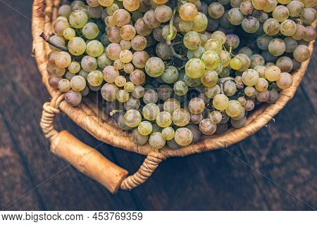 Basket With Grapes On Vintage Rustic Wooden Barrel, Table. Wine Making