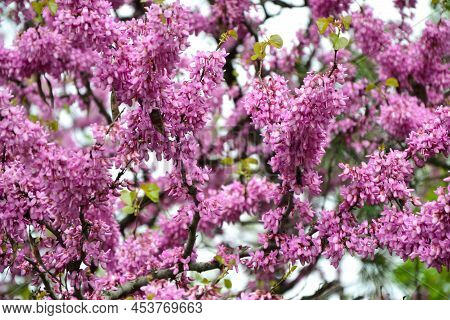 Cercis Siliquastrum Blooming Tree. Pink Flowers Background. Judas Tree Branches In Pink Blossom. Bea