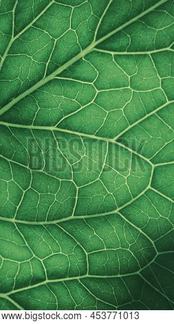 Plant Leaf Close-up. Mosaic Pattern Of  Cells And Veins. Green Tinted Mobile Phone Wallpaper. Abstra