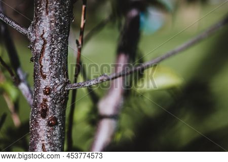 Damaged Bark Of On A Peach Tree In The Spring Caused By An Infestation Of Peachtree Borer Larvae Tun
