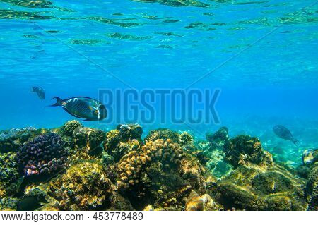 Sohal Surgeonfish (acanthurus Sohal) Or Sohal Tang, Is A Red Sea Endemic. Sohal Surgeonfish On Coral
