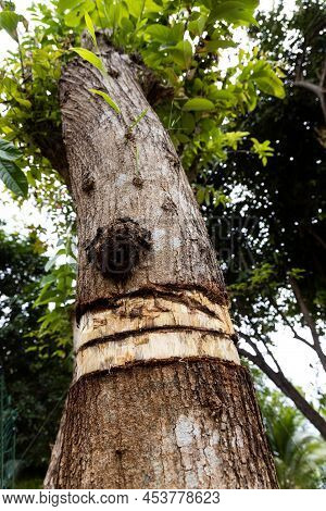 Girdling Tree Trunk Bark Will Kill The Tree With Nutrients Prevented From Reaching The Crown