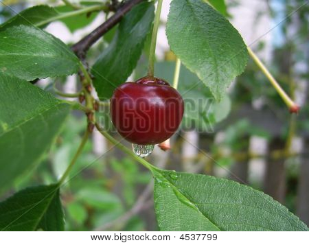 Berry To Cherries