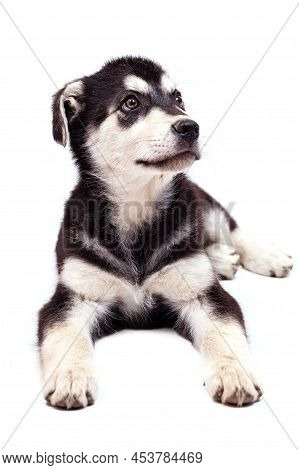 A Large Half-breed Puppy Of An Eastern European Shepherd Poses In The Studio.