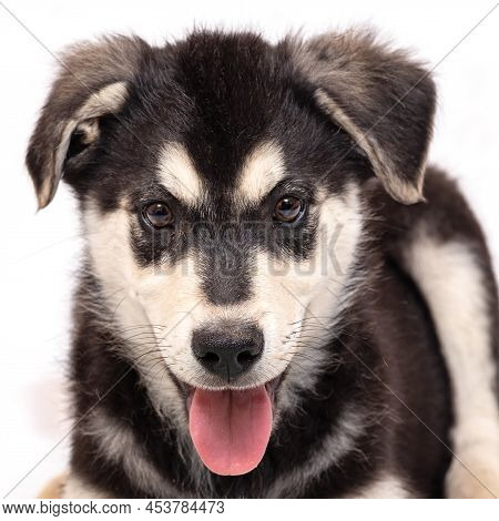 Portrait Of A Half-breed Puppy Of An Eastern European Shepherd.