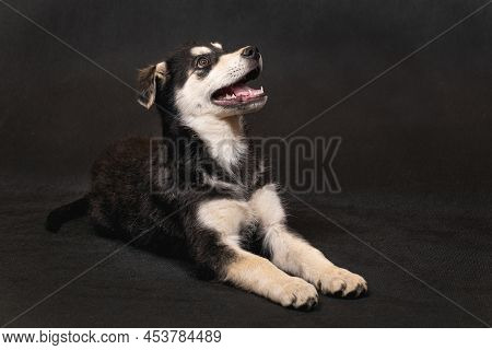 A Large Half-breed Puppy Of An Eastern European Shepherd Poses In The Studio. Color Black With Light