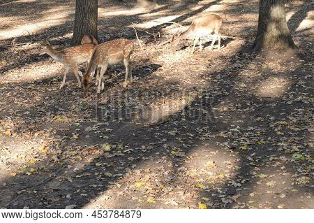 The Chital (axis Axis), Also Known As Spotted Deer, Chital Deer, And Axis Deer In Nature Habitat. Wi