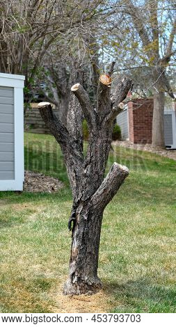 Pruned Tree Stump Trunk With Cut Branches On Green Grass In Residential Neighborhood Area In Spring 