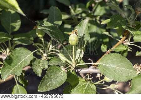 Small Apple Fruit Grows On An Apple Tree Branch After Flower Pollination