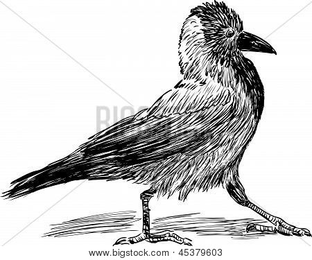 เดิน Crow.eps