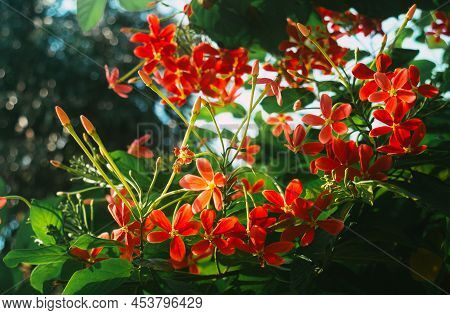 Mandevilla, Rocktrumpet Flowers With Five Pink Petals And Yellow In The Center In Bloom Backlit By S