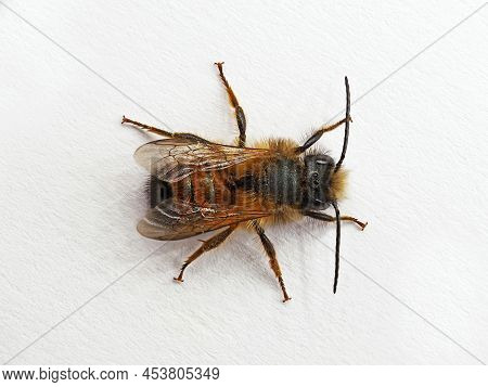 Top View Of Male Wild Bee, Osmia Bicornis Or Red Mason Bee Isolated On White Background