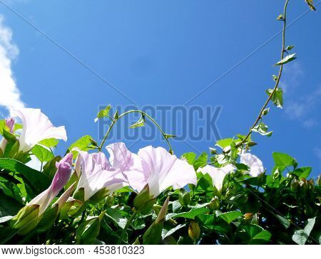 European Bindweed, Corn Lily, Convolvulus Arvensis Blooms On Garden