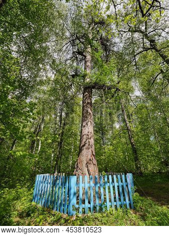 Southern Urals, Bashkortostan. Old-aged Larch Near The Kyzlar-birgan Village.
