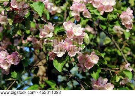 Blossoming Apple Tree Branches With Pink Flowers. Spring Background