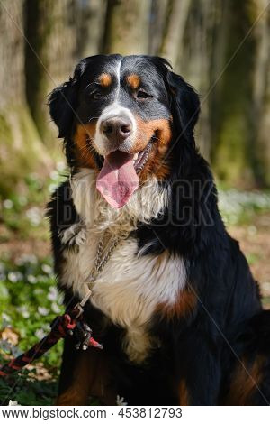 Zennenhund Dog In The Spring Forest, Surrounded By Forest Flowers.