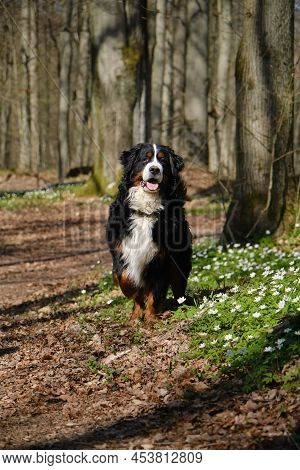Zennenhund Dog In The Spring Forest, Surrounded By Forest Flowers.