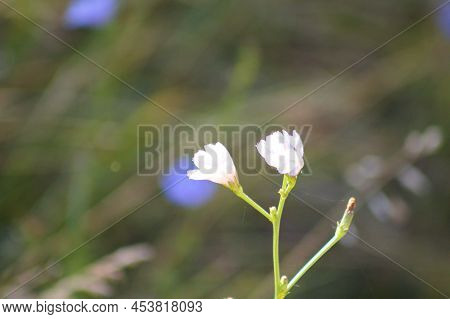 Close-up Of Common Chicory Flowers With Sleective Focus On Foreground