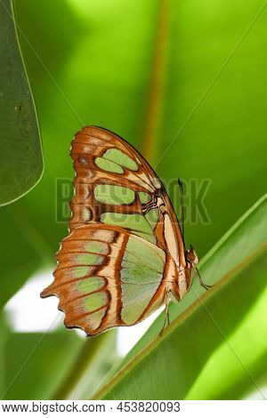 Siproeta Stelenes. Malchite Butterfly Sitting On Green Leaf. Isolated. Close-up