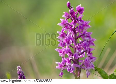 Close Up Of An Early Purple Orchid (orchis Mascula) Flower In Bloom