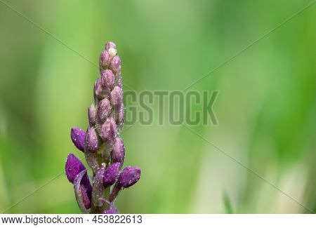 Close Up Of An Early Purple Orchid (orchis Mascula) Flower Emerging Into Bloom