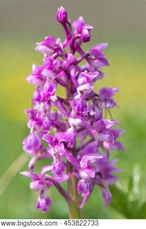 Close Up Of An Early Purple Orchid (orchis Mascula) Flower In Bloom