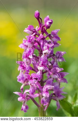 Close Up Of An Early Purple Orchid (orchis Mascula) Flower Covered In Water Droplets