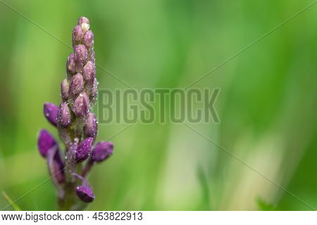 Close Up Of An Early Purple Orchid (orchis Mascula) Flower Emerging Into Bloom