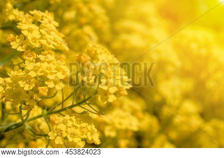 Yellow Alissum Flowers. Beautiful Spring Floral Background Of Alyssum Flowers